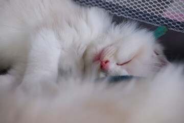1 month old ragdoll kitten sleep on the blanket, domestic cat