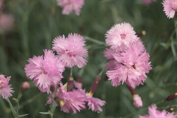 Pink carnation flowers against silvery-green foliage. Close-up.