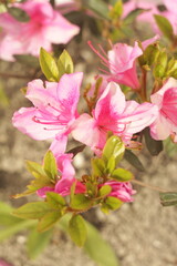 Pink delicate azalea flowers with young leaves. Close-up.