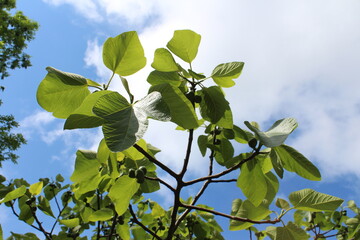 A branch with green figs against a background of blue sky and clouds.