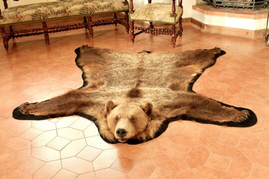 The skin of a killed bear on the floor of a castle as a carpet in a medieval interior.