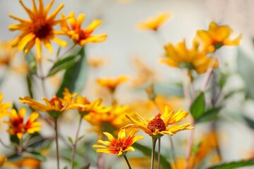 yellow coneflower in the garden