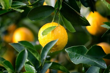 oranges on tree