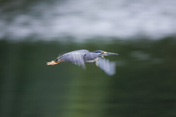 Striated Heron, Butorides striata, Green-backed heron, flying, hovering in the air before diving...
