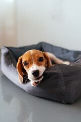 A series of cozy and expressive portraits of a beagle puppy resting, playing, and sleeping in a...