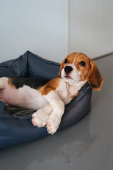 A series of cozy and expressive portraits of a beagle puppy resting, playing, and sleeping in a...