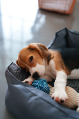 A series of cozy and expressive portraits of a beagle puppy resting, playing, and sleeping in a...