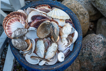 Mix of various sea shells from the crustaceans and mollusks families such as clams, oysters, scallops, conch, mussels collected in a blue barrel at the coastline of a Norwegian fjord