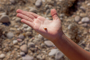 Ladybug on Childs Palm Against Sandy Background