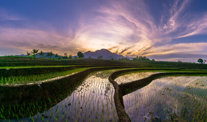 Beautiful morning view indonesia panorama landscape paddy fields with beauty color and sky natural light