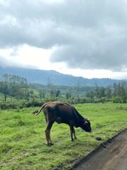 cows in the field