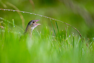 Corn crake (Crex crex) in a meadow. Bieszczady, Carpathian Mountains, Poland.
