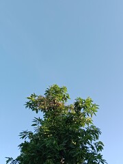 Tree Crown Under a Clear Blue Sky
