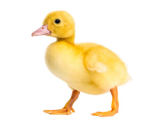 Obraz premium A fluffy, yellow duckling stands clipart isolated on transparent background.