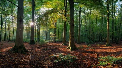 Obraz premium Sunlight streams through the towering trees of a dense green forest landscape