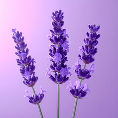 Obraz premium lavender flowers