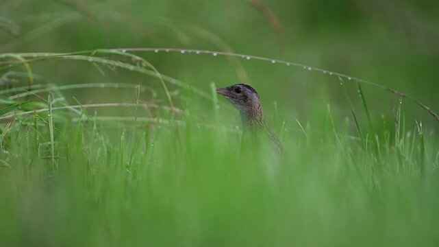 Corn crake (Crex crex) in a meadow. Bieszczady, Carpathian Mountains, Poland.