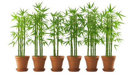 Obraz premium Eco-friendly potted bamboo plants isolated on a transparent background png cutout