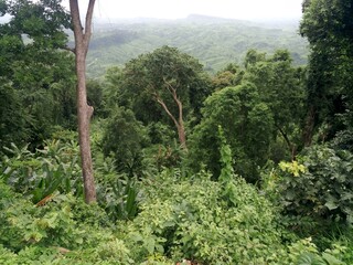 Lush Green Mountaintop Rainforest View