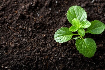 Naklejka premium Comprehensive Soil and Weather Data Analysis for Informed Decision Making