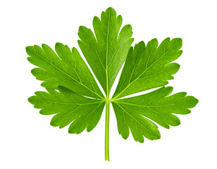 Single parsley leaf on black background