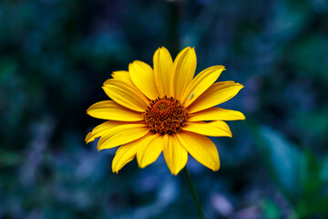Yellow Heliopsis Flower Close-Up on Green Nature Background — Summer Botanical Macro, Garden Bloom, Floral Photography