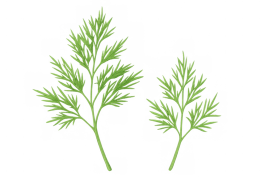 Two dill sprigs with vibrant green leaves isolated on a transparent background, ready to enhance culinary visuals