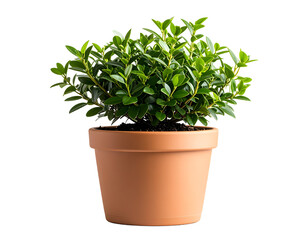 Fototapeta premium Potted green plant against black background