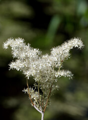 meadowsweet resp.Filipendula ulmaria,Germany