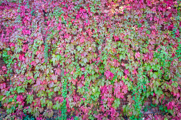 A wall covered with Boston ivy vines, changing colors with the season, colourful, horizontal
