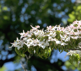japanese dogwood resp. Cornus kousa