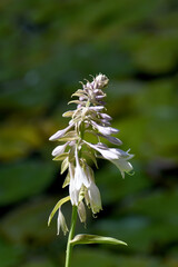 flowering plantain lily resp.Hosta plant,Rhineland,Germany