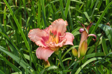 Daylily resp.Hemerocallis,lower Rhine region,Germany