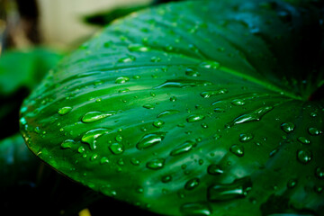 green leaf with water drops. Selective focus 