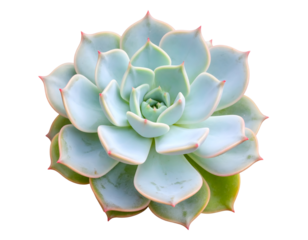 Succulent beauty isolated against black background