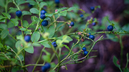 Beautiful summer backgrounds with ripe blueberries in the forest. High quality photo
