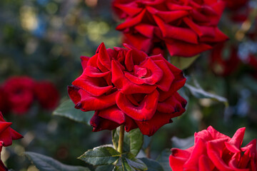 Red Roses in Garden — Close-Up of Blooming Scarlet Rosebuds, Summer Flowers, Romantic Natural...