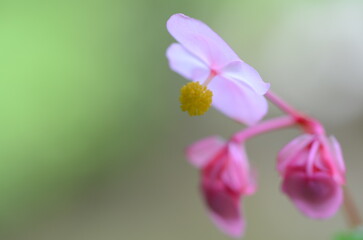 【京都】大原　寂光院の境内に咲く秋海棠の花