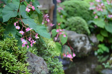 【京都】大原　寂光院の境内に咲く秋海棠の花