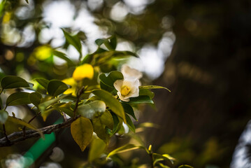 白い椿の花