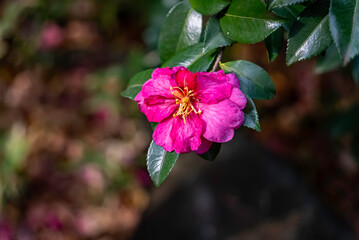 山茶花