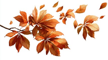 PNG Autumn chestnut leaves flying plant leaf tree.