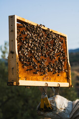 Beekeeper holding honeycomb frame covered with bees in apiary