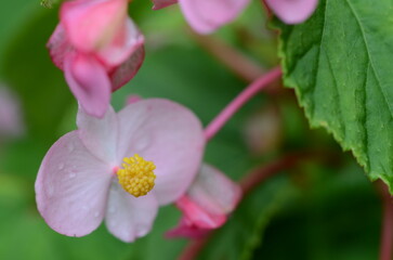 【京都】大原　寂光院の境内に咲く秋海棠の花