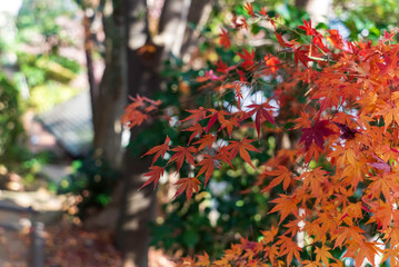 紅葉したモミジ
