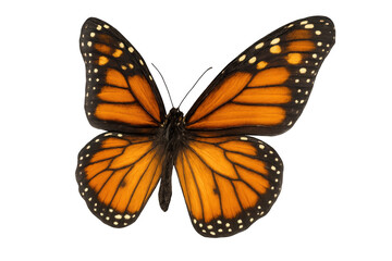 Beautiful monarch butterfly with open wings, isolated on transparent background, ready to be used in any project