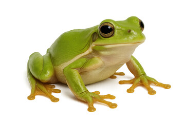 Obraz premium Green tree frog perching against transparent backdrop, blending seamlessly into graphic designs and visual compositions