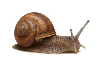 Brown garden snail crawling on a transparent background, perfect for easy compositing into any project