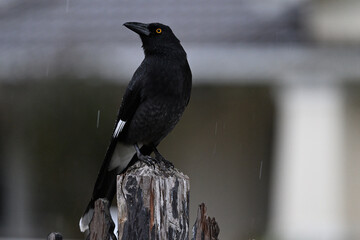 Pied currawong with its head turned to the side, as it perches on a wooden fence post during a dark...