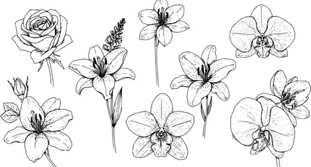 Set of hand drawn botanical flowers line art vector. Collection of black white contour drawing of rose, lily, orchid flowers. Design illustration for print, logo, cosmetic, poster, card, branding. 